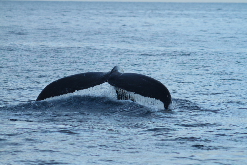 Ka’anapali Beach Resort Offers Winter Whale Watching Getaways - Maui ...